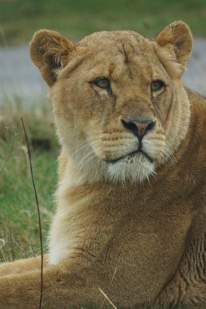 Африканский льон - Panthera leo
 - Фото, изображение