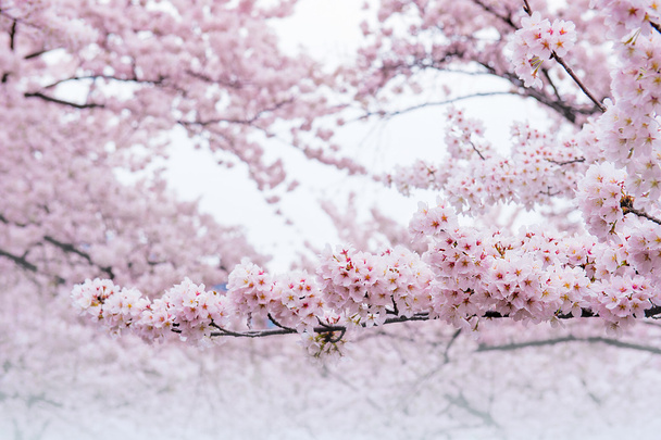 Flor de cerezo con enfoque suave, temporada Sakura en Corea, Fondo
. - Foto, imagen