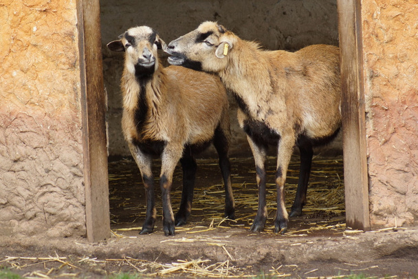 Камерунская овца - Овис
 - Фото, изображение