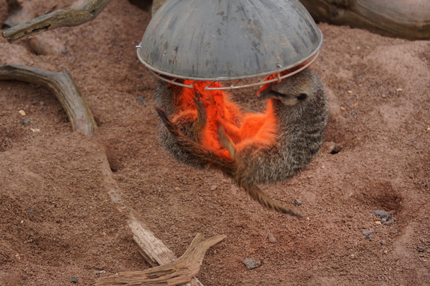 Suricata - suricata suricatta - Foto, imagen