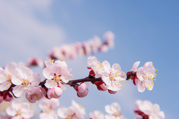 Cherry Blossom with Soft focus, Sakura season Background. - Foto, imagen