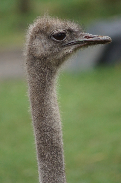 Ostrich - Struthio camelus - Foto, Bild