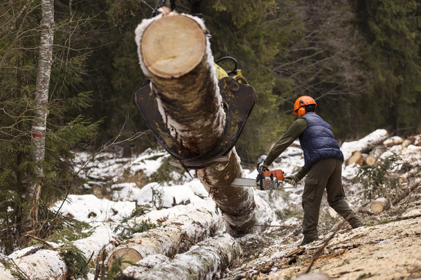 Taglialegna con una motosega per tagliare il tronco d'albero in tronchi
 - Foto, immagini