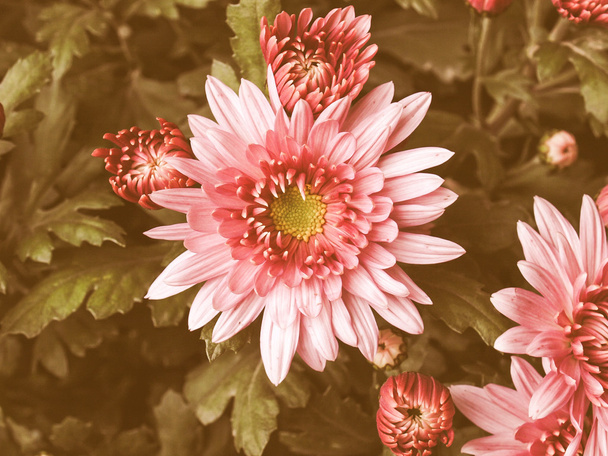 Imagen de crisantemo de aspecto retro
 - Foto, imagen