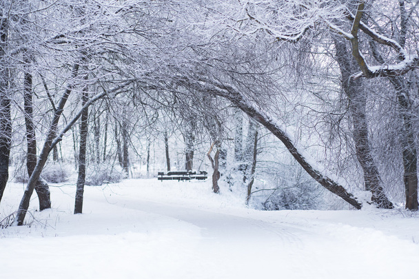 Winter day in a park - Foto, imagen