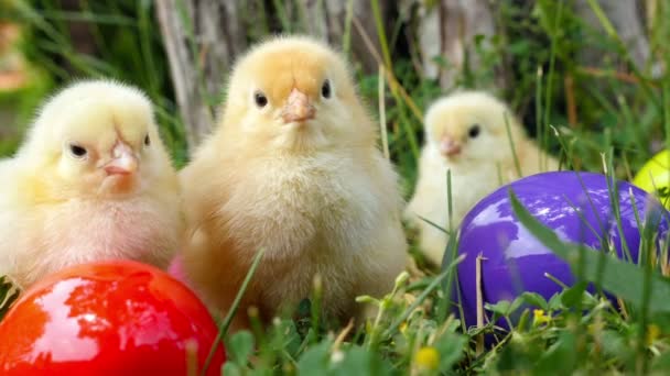 Baby chicks on the green grass among eatser eyes - Filmati, video