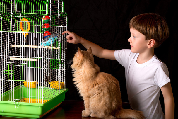 Boy and a cat looking at the wavy parrot. - Photo, Image