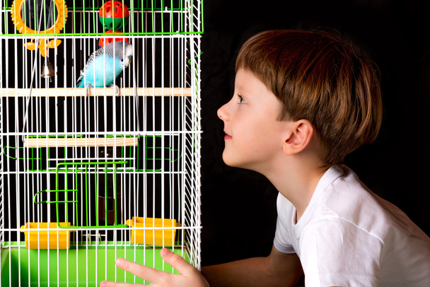 boy looks at the cage with budgies - Photo, image