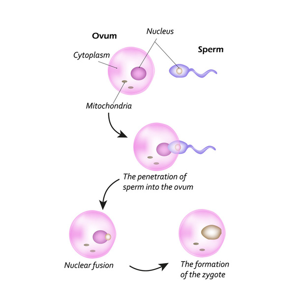 卵子の構造。精子の卵子への導入。核融合。接合子形成. - ベクター画像