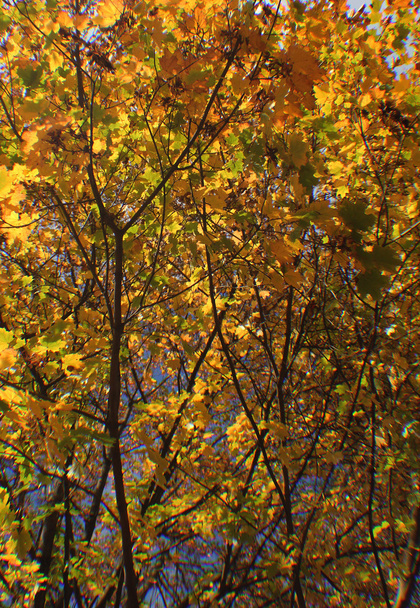 Strom plný podzimu zlata - Fotografie, Obrázek