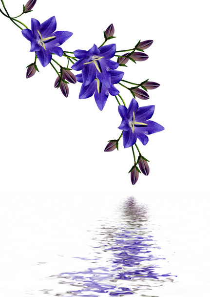 zvonek květiny izolované na bílém pozadí - Fotografie, Obrázek