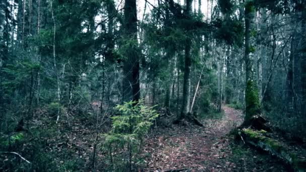Footpath in a pine forest - Footage, Video