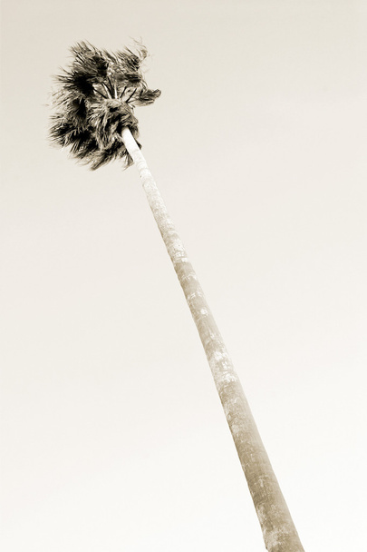 Tall palm tree blows in the wind - Photo, Image