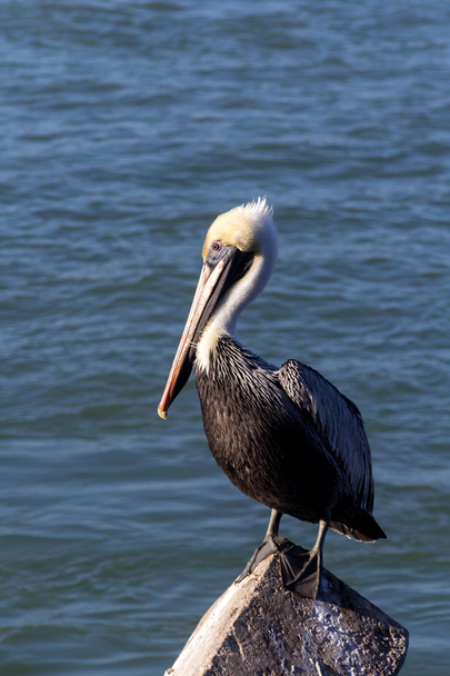 Пеликаны Флориды
 - Фото, изображение