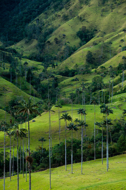 Vallée verte avec de grands palmiers à Valle de Cocora
 - Photo, image