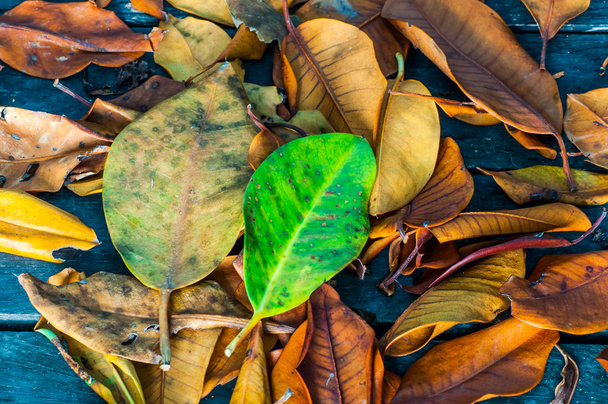 Kuivat lehdet puisella kävelytiellä
 - Valokuva, kuva