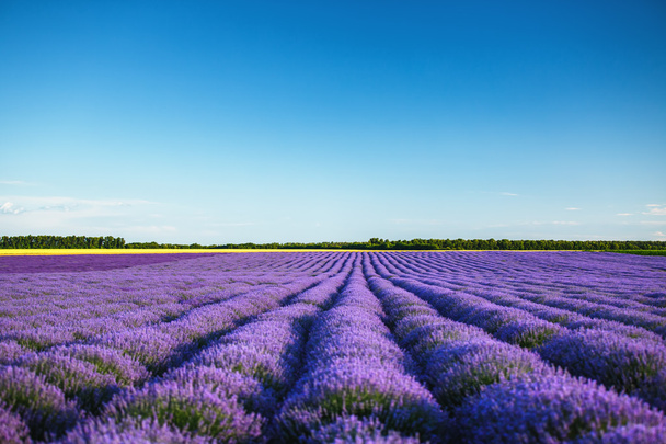 Lavendelveld in de Provence - Foto, afbeelding