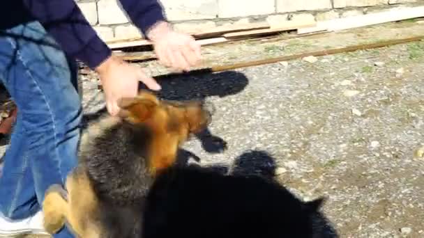 the guy played with a German shepherd in the yard - Footage, Video