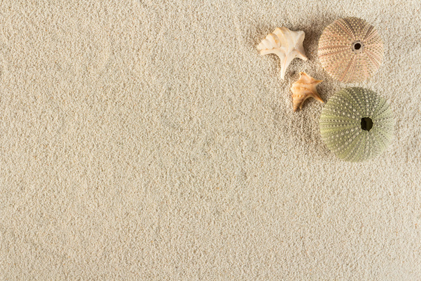 Seeigel auf Sand - Foto, Bild