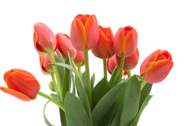 Цветок тюльпана
 - Фото, изображение