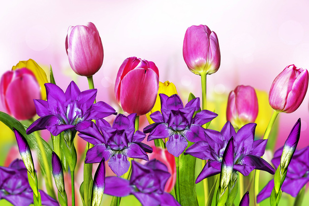 pink yellow tulips and blue irises - Foto, imagen