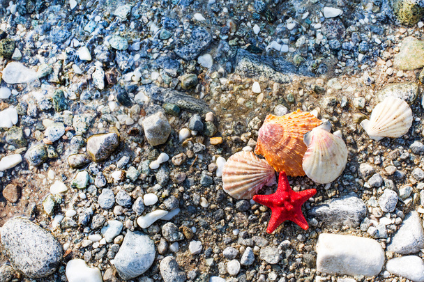 Red Sea star, sea shells, stone beach, clean water background - Photo, Image