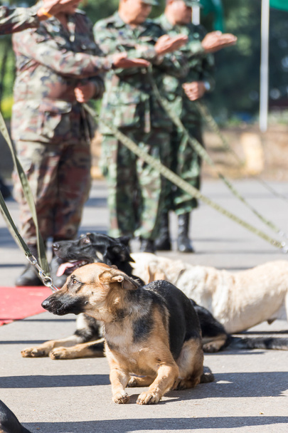  Εκπαίδευση σκύλων του πολέμου - Φωτογραφία, εικόνα