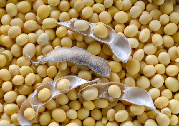 Semillas de soja
 - Foto, Imagen