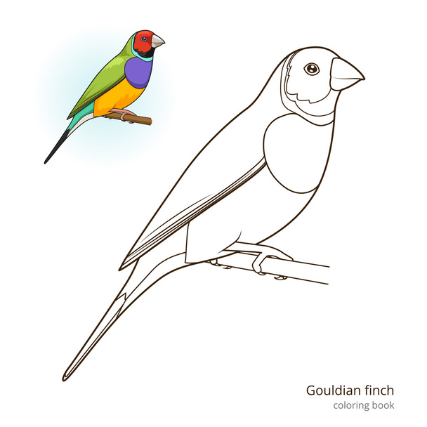 Gouldian finch bird coloring book vector - Vetor, Imagem