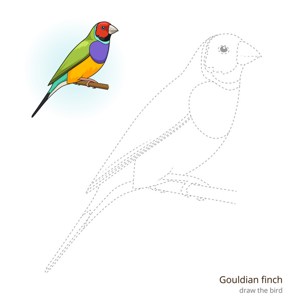 Gouldian finch bird learn to draw vector - Vetor, Imagem