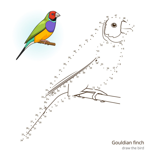 Gouldian finch bird learn to draw vector - Vetor, Imagem