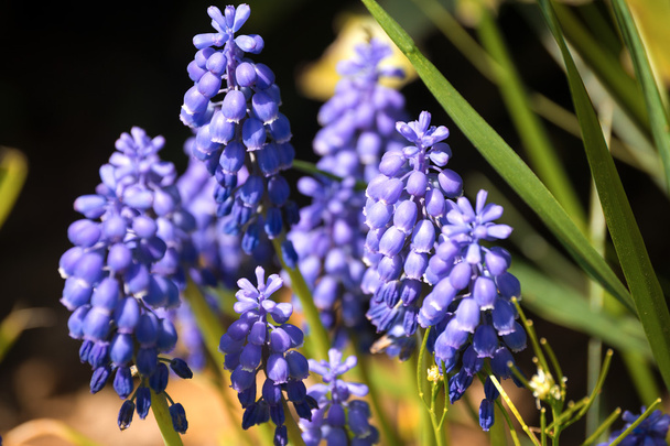 Синій виноград Hyacinth - фрезії Armeniacum квіти - Фото, зображення