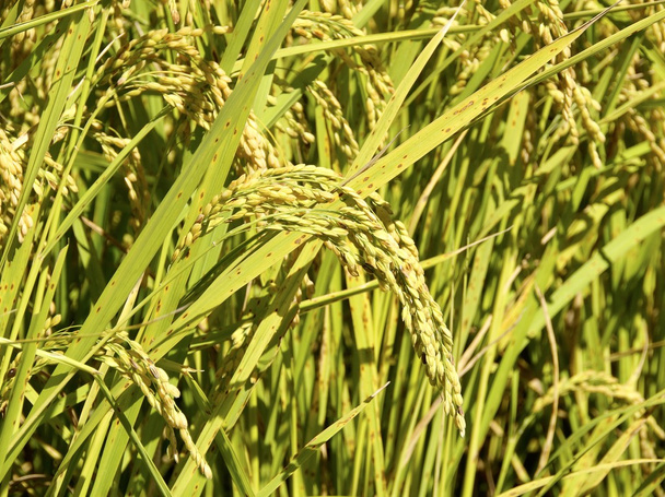Рисовые поля страдают от коричневого пятна
 - Фото, изображение