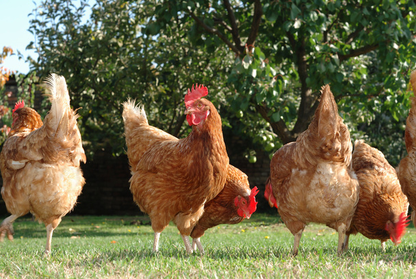 Hens in the farm - Photo, Image