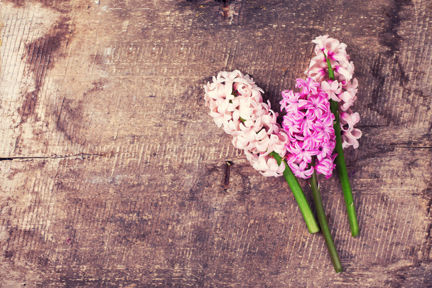 Achtergrond met verse roze hyacinten - Foto, afbeelding