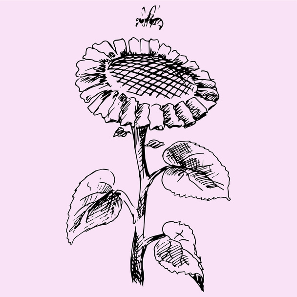 Slunečnice s bee, doodle styl - Vektor, obrázek