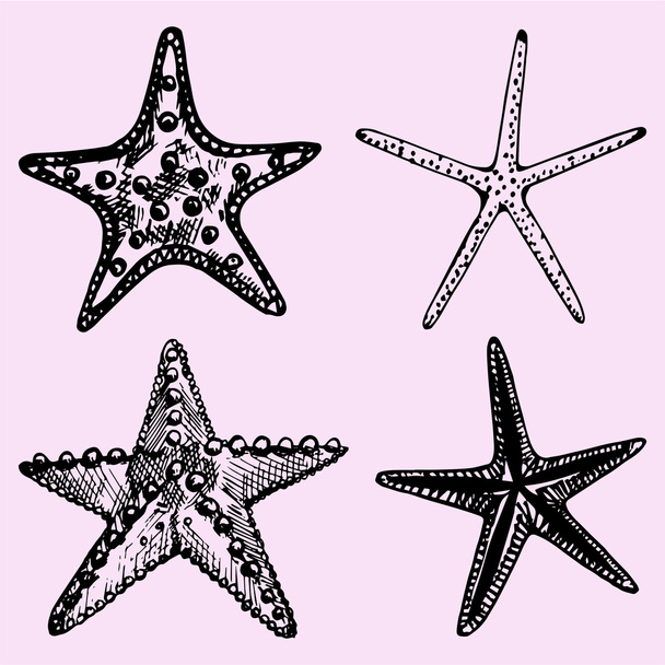 set of the starfish, hand drawn - ベクター画像