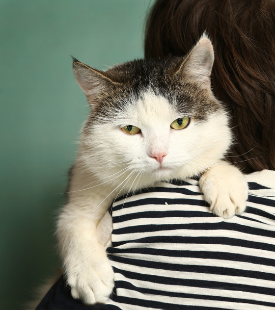 sibiřská kočka Zavřít čenich portrét  - Fotografie, Obrázek