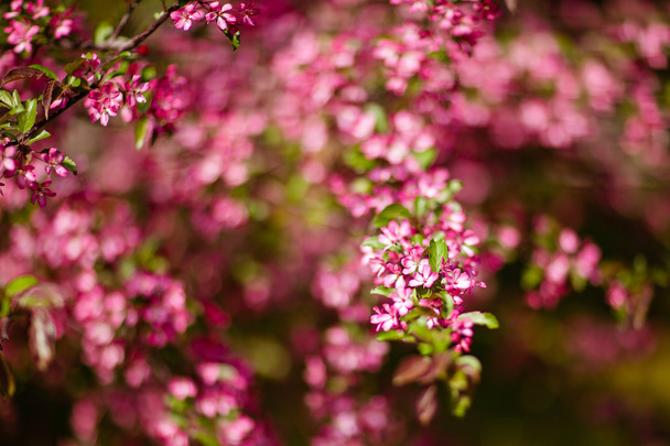 Kaunis kevät puu vaaleanpunainen kukkii tausta
 - Valokuva, kuva
