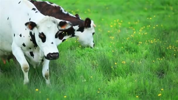 Ładny zdrowe krowy jedzenia trawy w zielone pastwiska łąka - Materiał filmowy, wideo