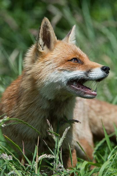 Красная лиса (Vulpes vulpes) - Фото, изображение