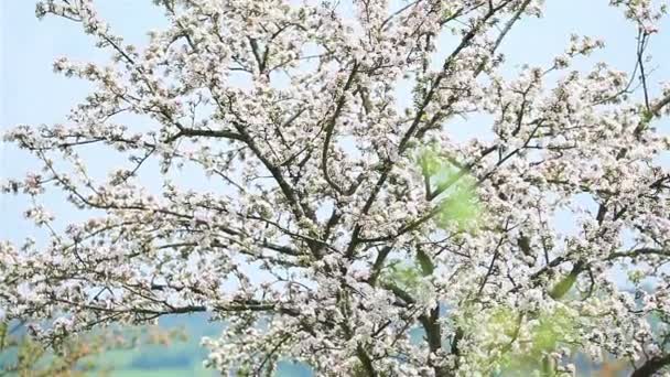 Güneşli bir bahar gününde beyaz çiçeklerle çiçek açan kiraz ağacı. 2 atış. Pan - Video, Çekim