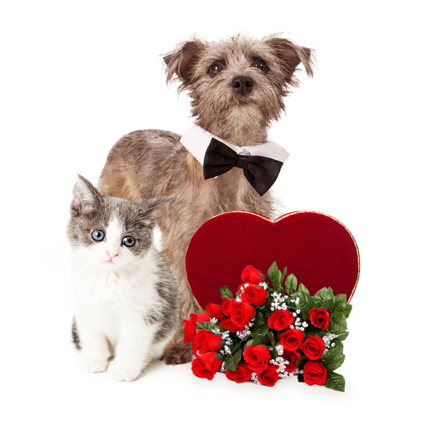 Köpek ve kedi Sevgililer kalp ile - Fotoğraf, Görsel
