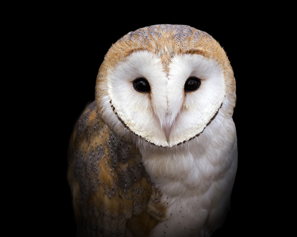Barn Owl Portrait - Φωτογραφία, εικόνα