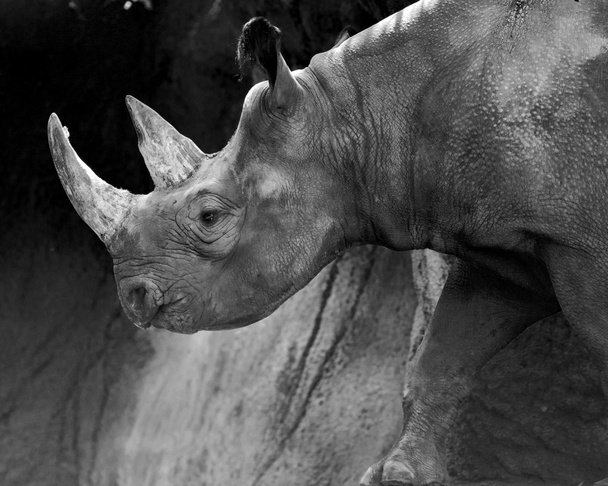 Black Rhino in Black and White - Photo, Image