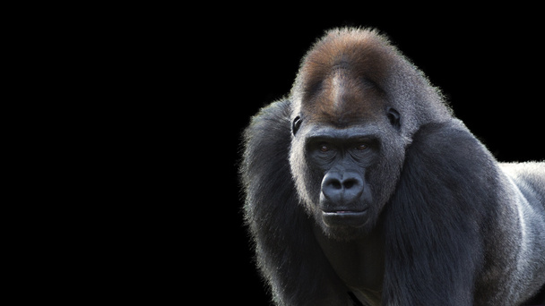 Gorille dos argenté sur fond noir
 - Photo, image