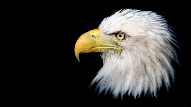 Retrato de águila calva americana
 - Foto, Imagen