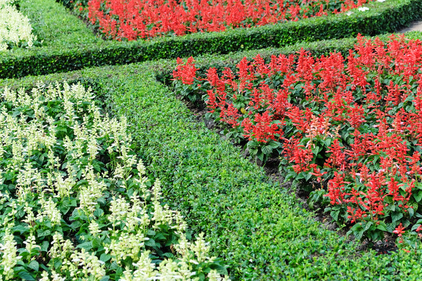 Topiary v anglické zahradě formální - Fotografie, Obrázek
