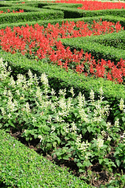 Topiary v anglické zahradě formální - Fotografie, Obrázek