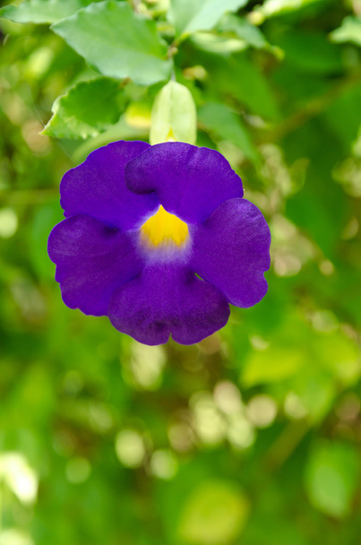 Flor púrpura en el jardín - Foto, imagen